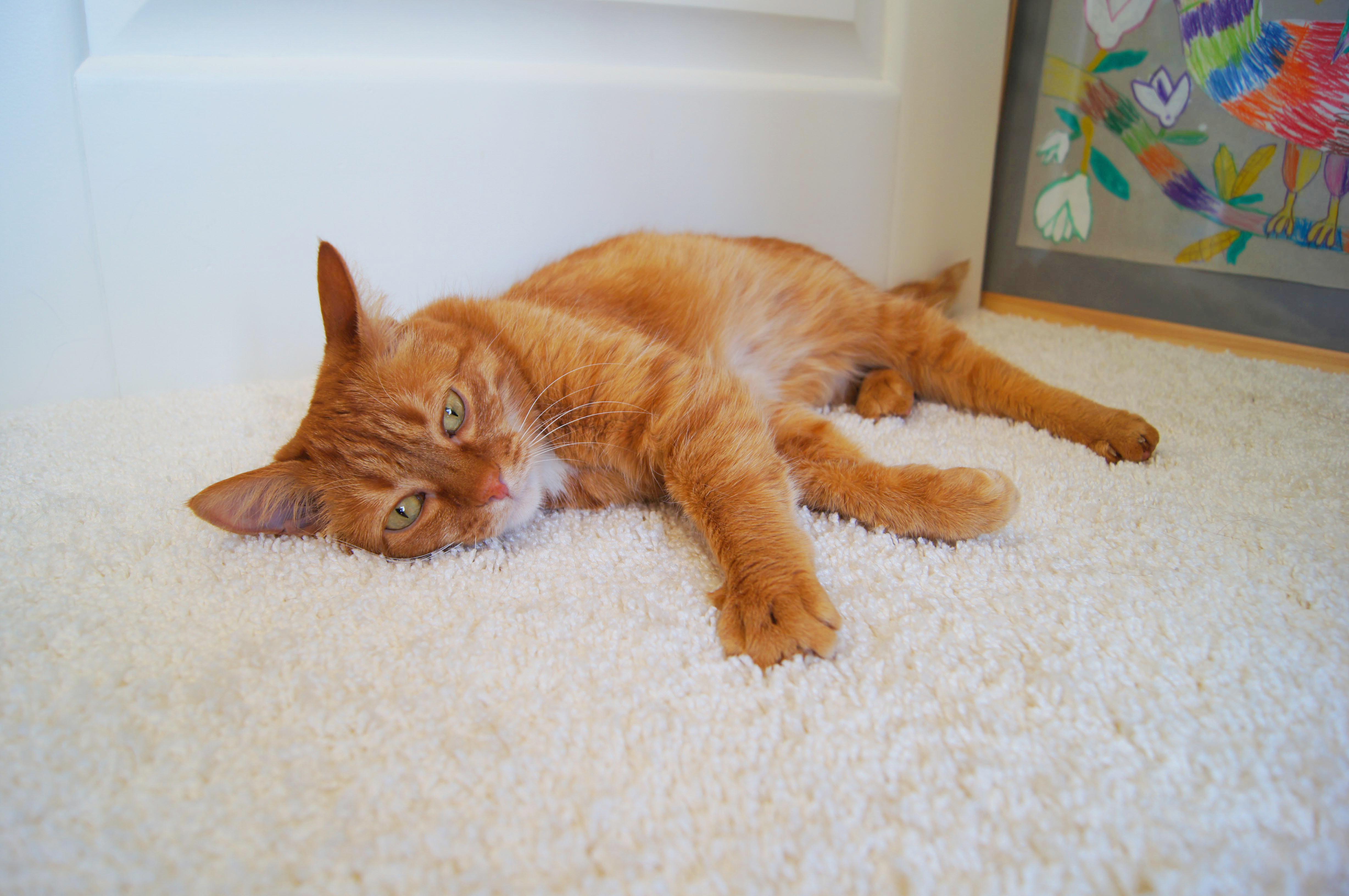 Ковролин "Зартекс" Amarena 176 белый (4м) — купить в Перми